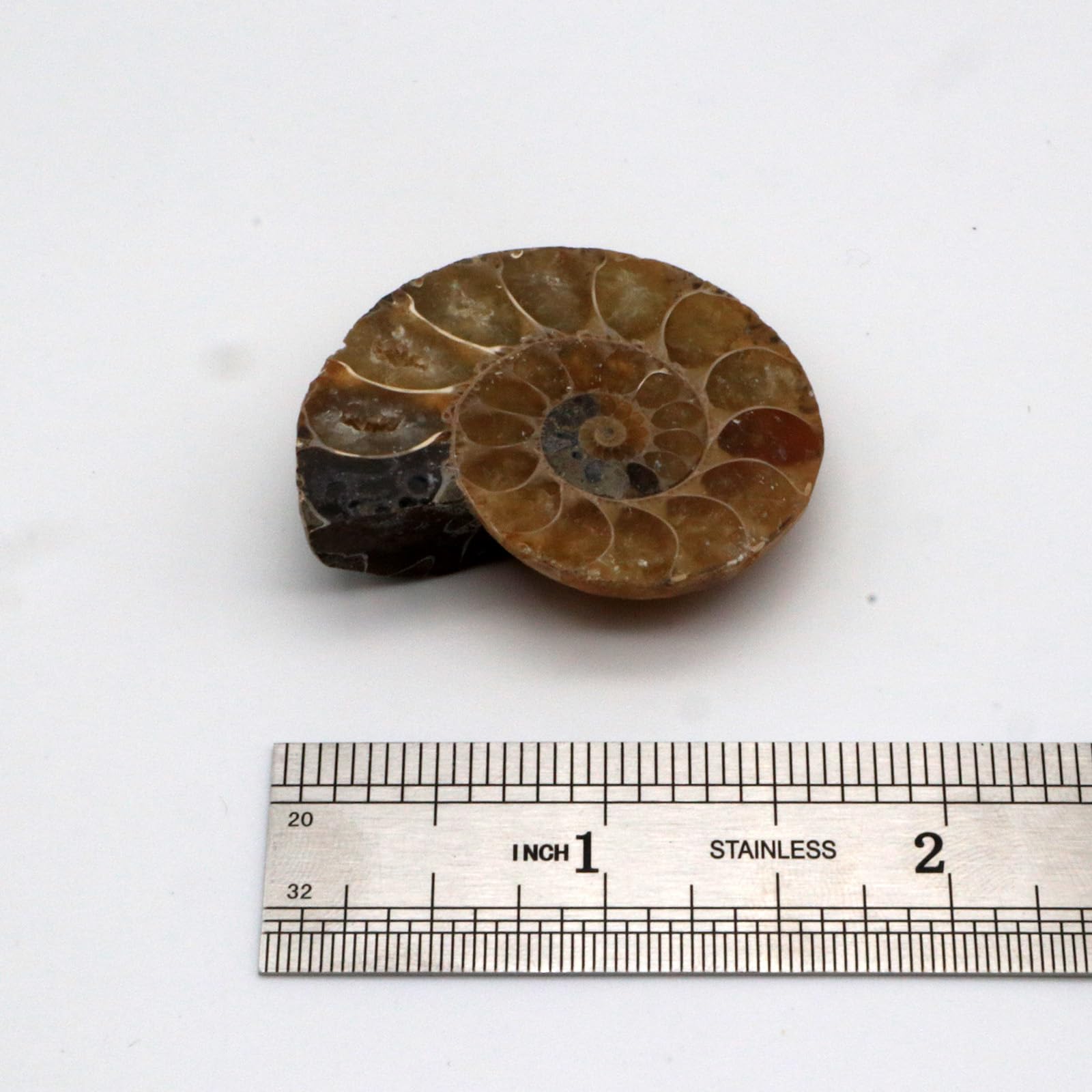 Authentic Fossils with Collection Box & Magnifier (Ammonite 4-5cm)