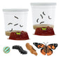 Insect Lore Two Cups of Live Caterpillars - 10 Live Painted Lady Caterpillars with Food - Includes Bonus Butterfly Life Cycle Figurines - Refill