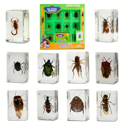 Geoworld 10 Insect Specimens Set - Real Beetles, Scorpions, Crickets in Resin with Magnifying Glass & Booklet - Great for Science Projects - Kids
