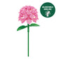 Brickcraft Botanicals Pink Hydrangea Flower Building Bricks Set - Compatible Building Blocks Kit for Adults & Kids - DIY Botanical Collection Home