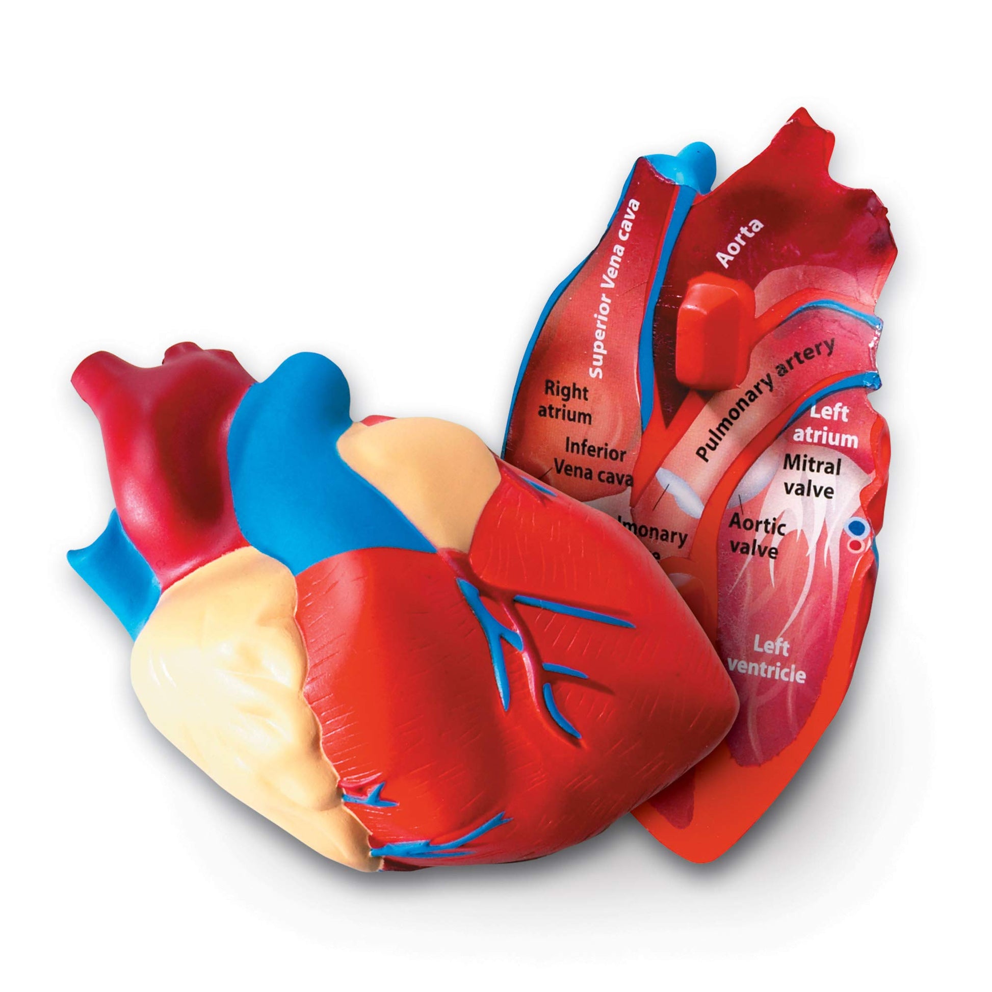 Learning Resources Cross-Section Human Heart Model - Practice Anatomy, Cardiology Artery and Veins Study Tools, Classroom Must Haves, STEM Student