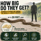 Safari Ltd. Albino Burmese Python Figurine - Lifelike 5.5" Snake Figure - Educational Toy for Boys, Girls, and Kids Ages 3+