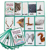 Zwttey 12PCS/Set Animals Body Parts Kids Gifts English Flash Cards Pocket Card Educational Learning Baby Toys for Children Pre-Kindergarten