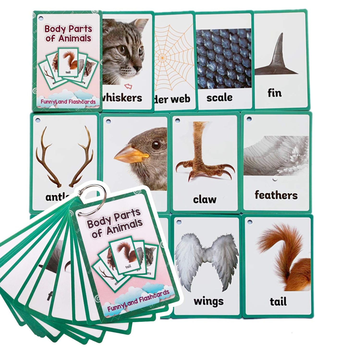 Zwttey 12PCS/Set Animals Body Parts Kids Gifts English Flash Cards Pocket Card Educational Learning Baby Toys for Children Pre-Kindergarten