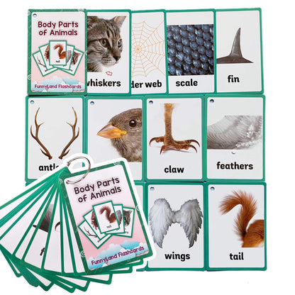 Zwttey 12PCS/Set Animals Body Parts Kids Gifts English Flash Cards Pocket Card Educational Learning Baby Toys for Children Pre-Kindergarten
