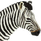 Safari Ltd. Zebra Figurine - Detailed 5.85" Plastic Model Figure - Fun Educational Toy for Boys, Girls & Kids Ages 1+