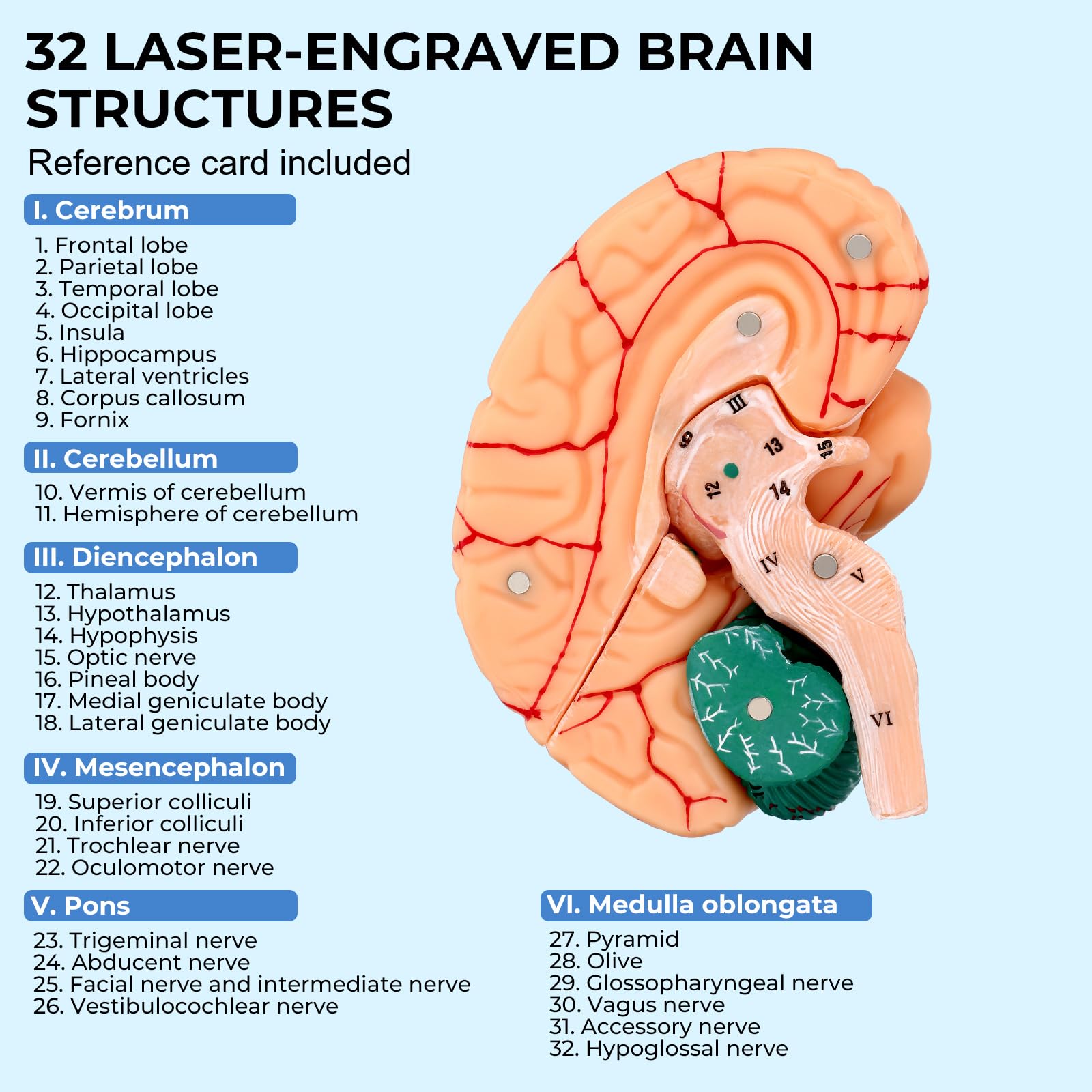 Avarstic Human Brain Model, 8-Part Life Size Magnetic Detachable Brain Anatomy Model, 32 Numbered Brain Structures, PVC Anatomical Brain Model