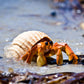 Safari Ltd. Hermit Crab Figurine - Detailed 4.5" Model Figure - Educational Toy for Boys, Girls, and Kids Ages 18M+