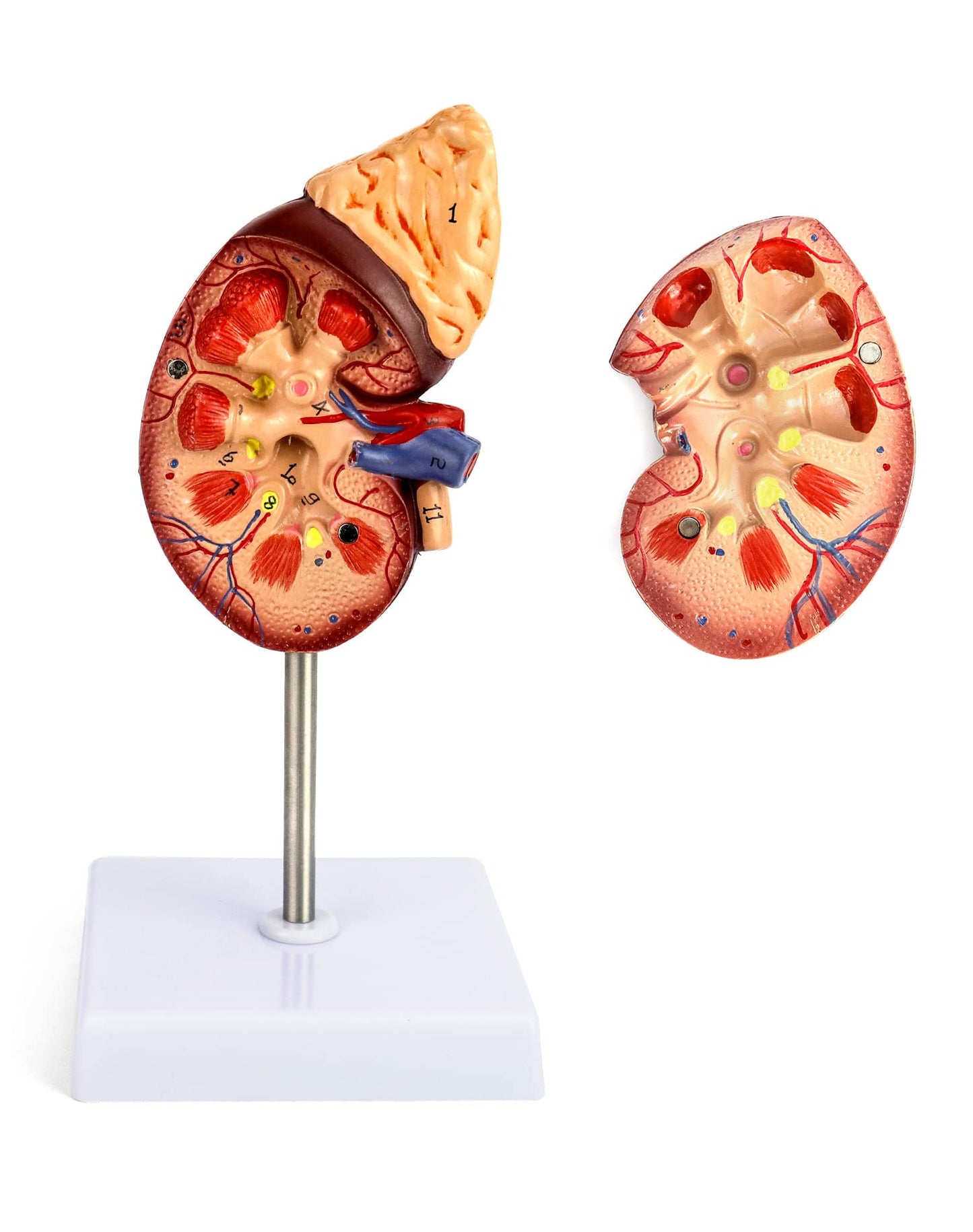 QWORK Life-Size Human Kidney Model, Educational Anatomy Replica Two-Part Structure Teaching Tool for Classroom and Biology Study