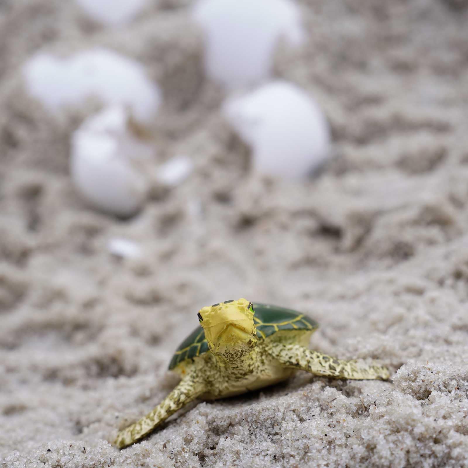 Safari Ltd. Green Sea Turtle Baby Figurine - Realistic 2.38" Model Figure - Educational Toy for Boys, Girls, and Kids Ages 1+