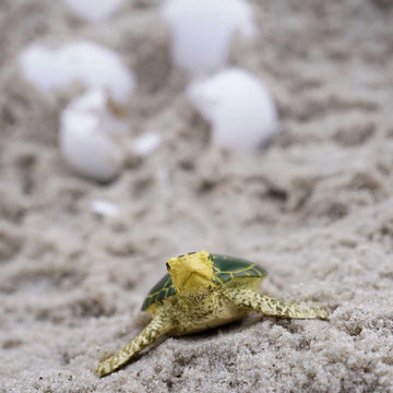 Safari Ltd. Green Sea Turtle Baby Figurine - Realistic 2.38" Model Figure - Educational Toy for Boys, Girls, and Kids Ages 1+