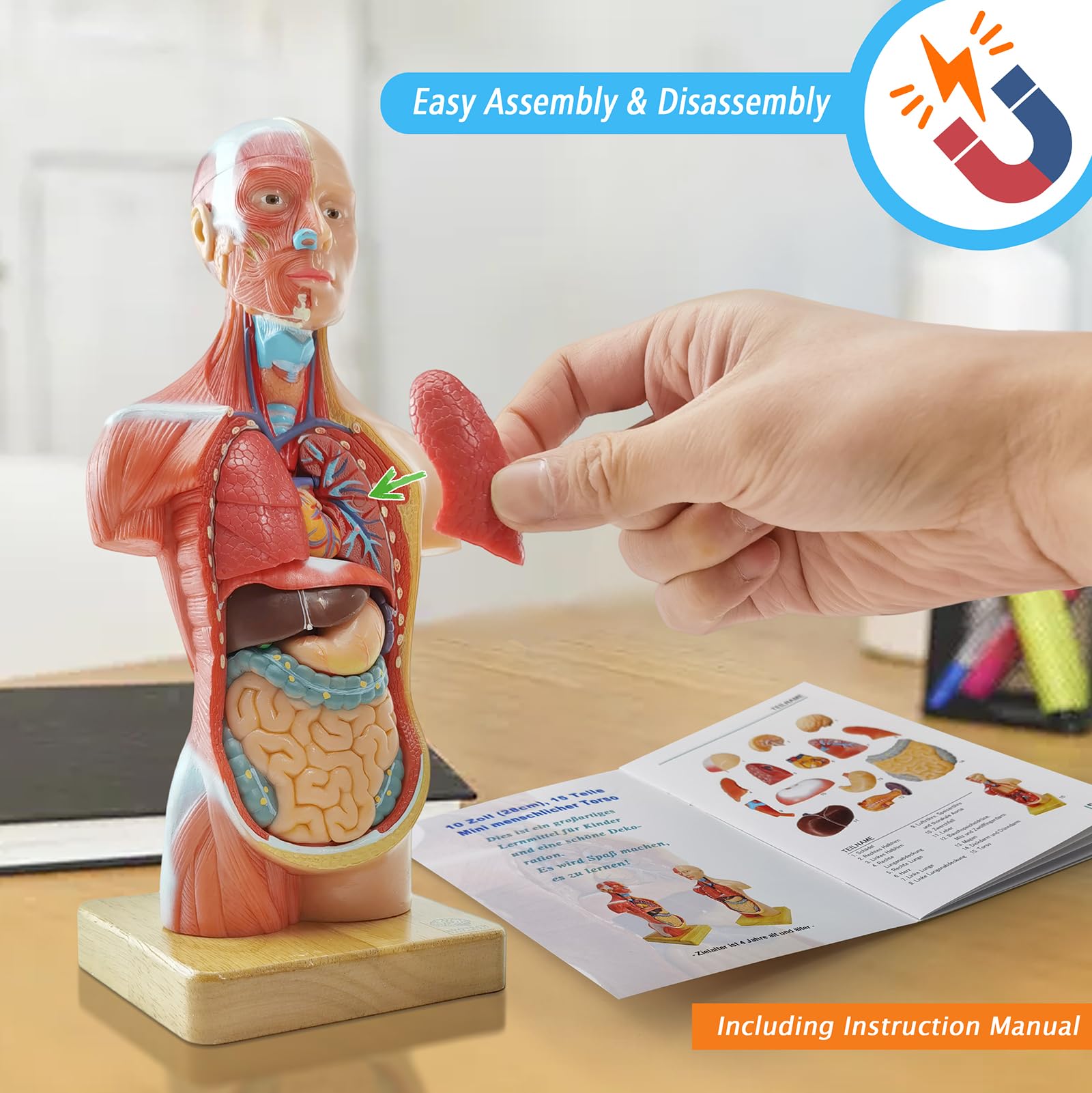 Generies 2026 New 15 Pcs Removable 3D Human Torso Anatomy Model,11 inch Human Body Model with Heart Brain Skeleton Head for Medical Student