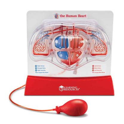 Learning Resources Pumping Heart Model - Science Classroom Must Haves, STEM Student Essentials, Practice Anatomy, Cardiology Artery and Veins Study