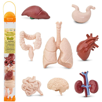 Safari Ltd. Human Organs TOOB - 8 Mini Figurines Including Brain, Heart, Lungs, Liver, Kidneys, Stomach, and Intestines - Anatomy Educational Toy