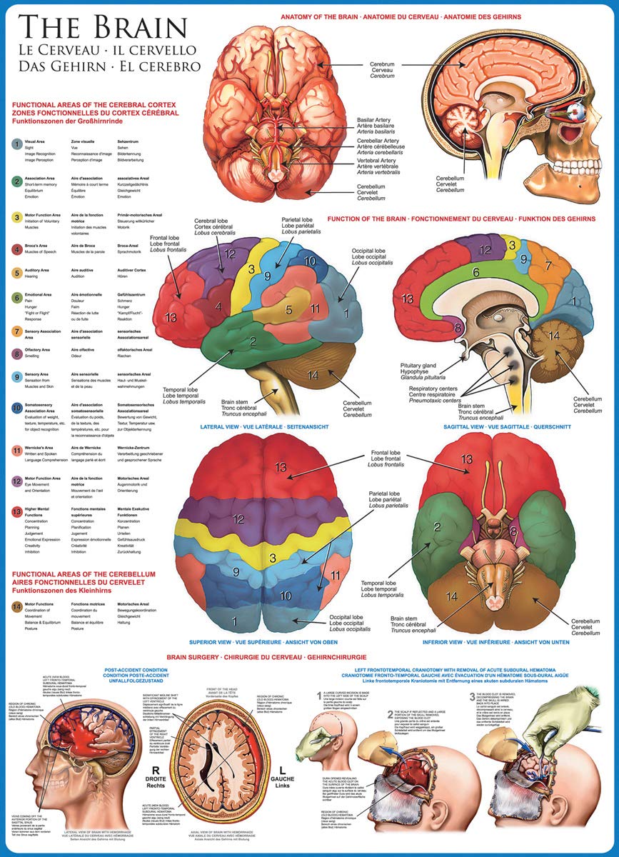 EuroGraphics, The Brain, 1000 Piece Puzzle