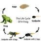 Gemini&Genius Life Cycle of Frog Figurines, Bullfrog Growth Diary Figures