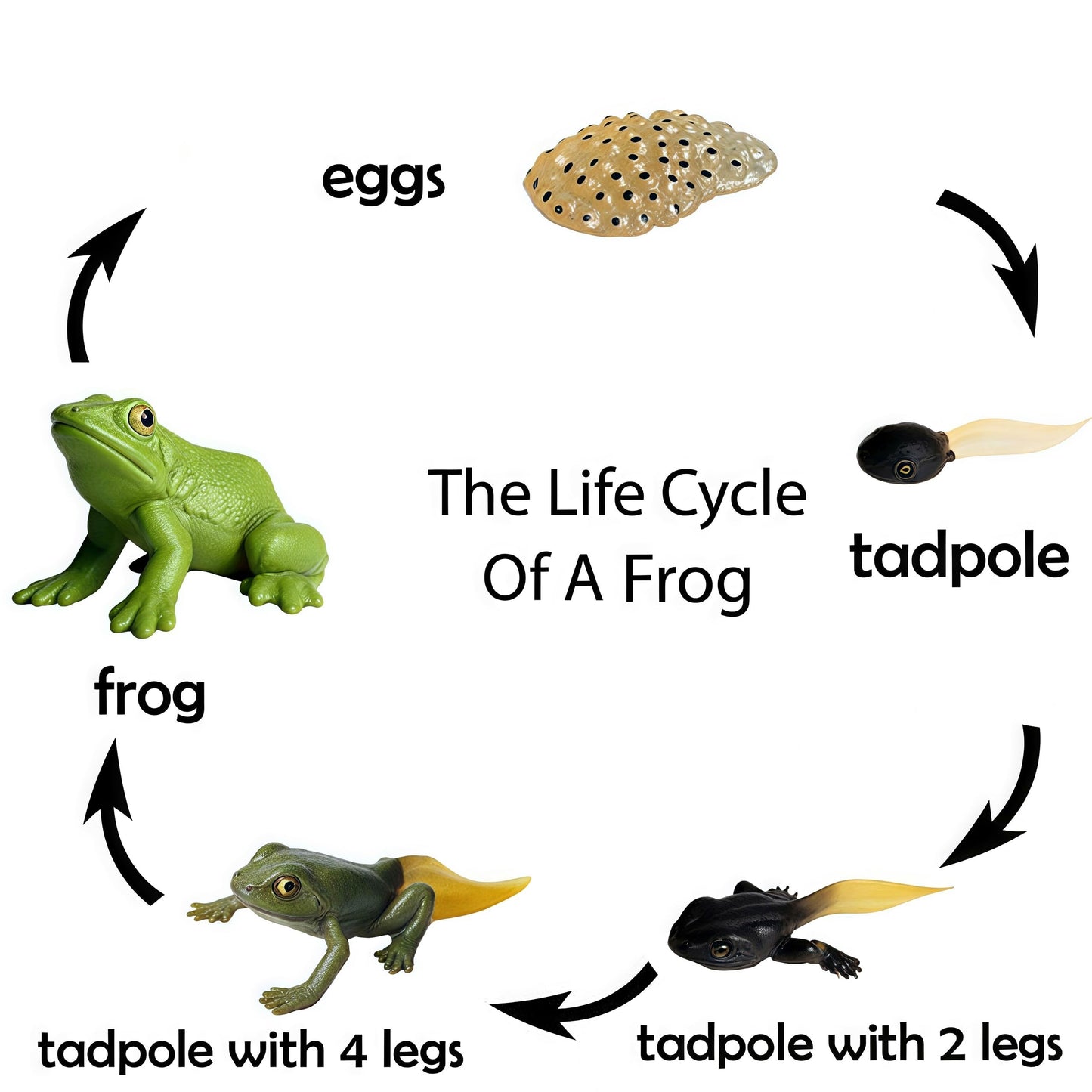 Gemini&Genius Life Cycle of Frog Figurines, Bullfrog Growth Diary Figures
