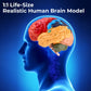 Avarstic Human Brain Model, Life Size Brain Anatomy Model, 2-Part PVC Brain Model with Laser-Engraved Numbers, Color-Coded Regions, Base & Reference