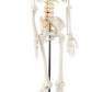 Axis Scientific Mini Human Skeleton Model with Metal Stand