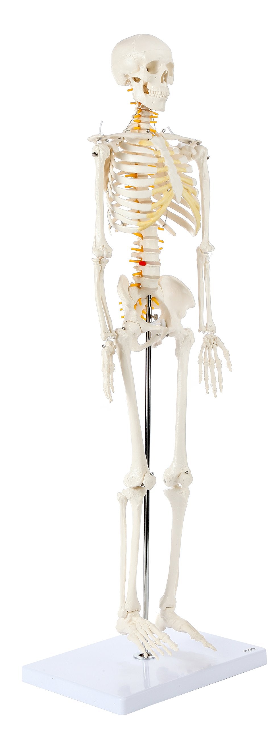 Axis Scientific Mini Human Skeleton Model with Metal Stand