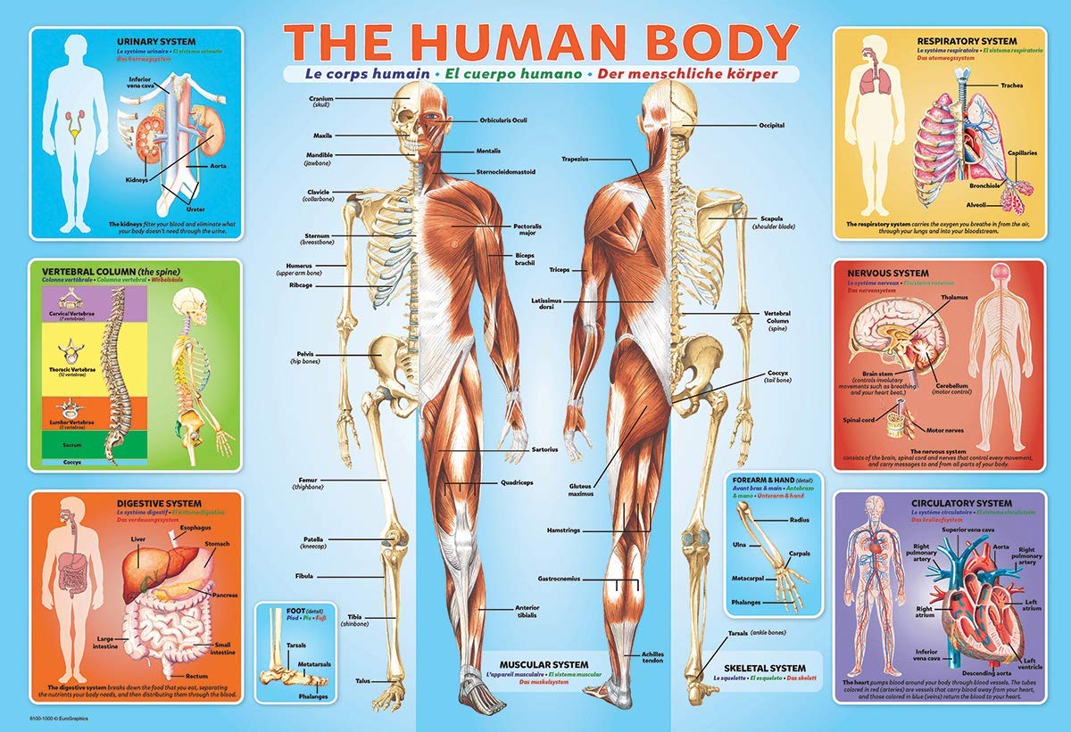 EuroGraphics Human Body Jigsaw Puzzle (200-Piece)