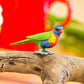 Safari Ltd. Lorikeet Figurine - Detailed 2.5" Plastic Model Figure - Fun Educational Play Toy for Boys, Girls & Kids Ages 3+