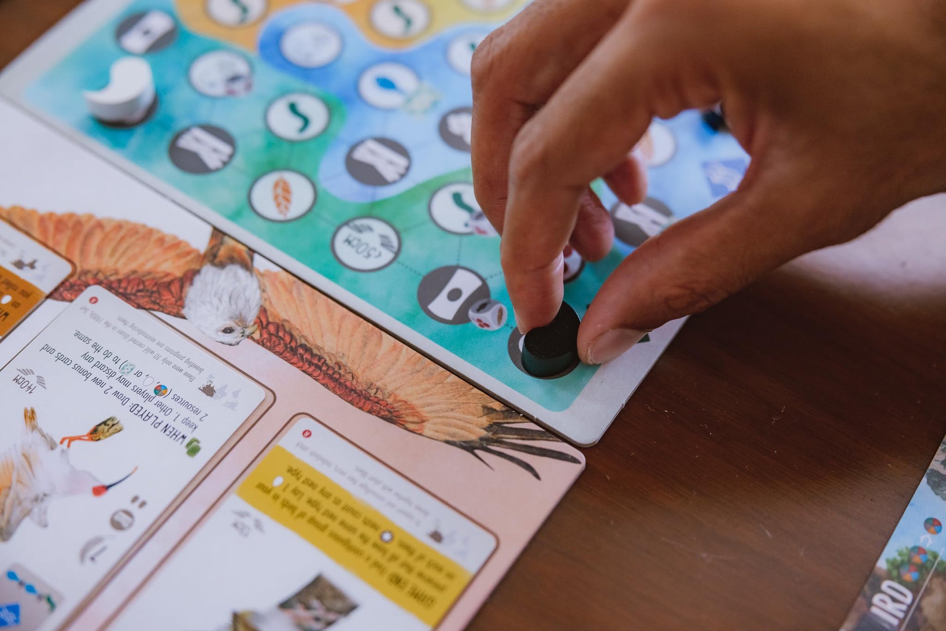 Stonemaier Games: Wingspan Asia by Elizabeth Hargrave | Standalone Game or Expansion to Wingspan | A Relaxing Game About Collecting Birds | Add