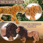 ZAGA Toys Jungle Cat Holiday Bundle | Lions, Tigers, Jaguars & Cheetahs | Lifelike Wildlife Figurines for Imaginative Play & Display | Seasonal Animal