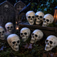 Fun Express White Plastic Realistic Skeleton Skulls 5 Inch for Halloween Party, Bar and Table Decorations, 12 Pack