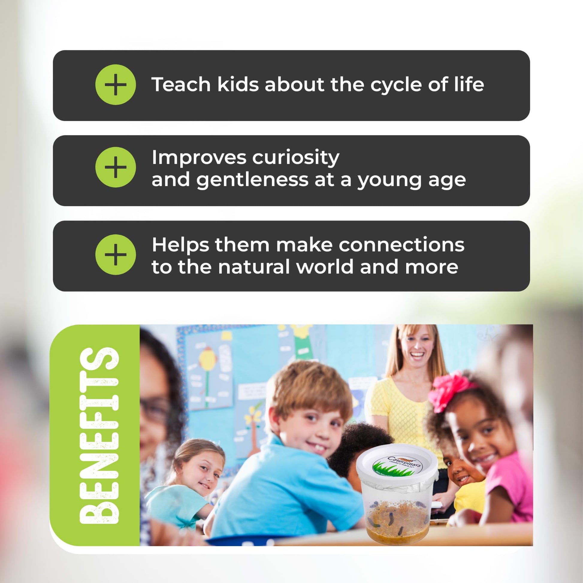 30 Live Caterpillars for Butterfly Kits, Refill with Food and Instructions