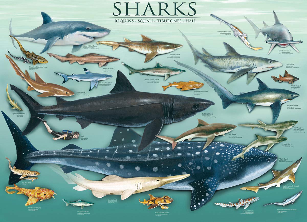 EuroGraphics Sharks 1000 Piece Puzzle , Blue