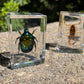 Geoworld 10 Insect Specimens Set - Real Beetles, Scorpions, Crickets in Resin with Magnifying Glass & Booklet - Great for Science Projects - Kids