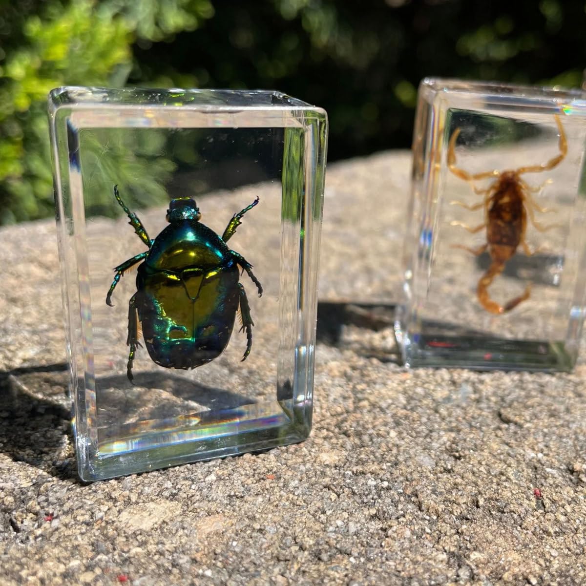 Geoworld 10 Insect Specimens Set - Real Beetles, Scorpions, Crickets in Resin with Magnifying Glass & Booklet - Great for Science Projects - Kids