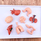 Safari Ltd. Human Organs TOOB - 8 Mini Figurines Including Brain, Heart, Lungs, Liver, Kidneys, Stomach, and Intestines - Anatomy Educational Toy