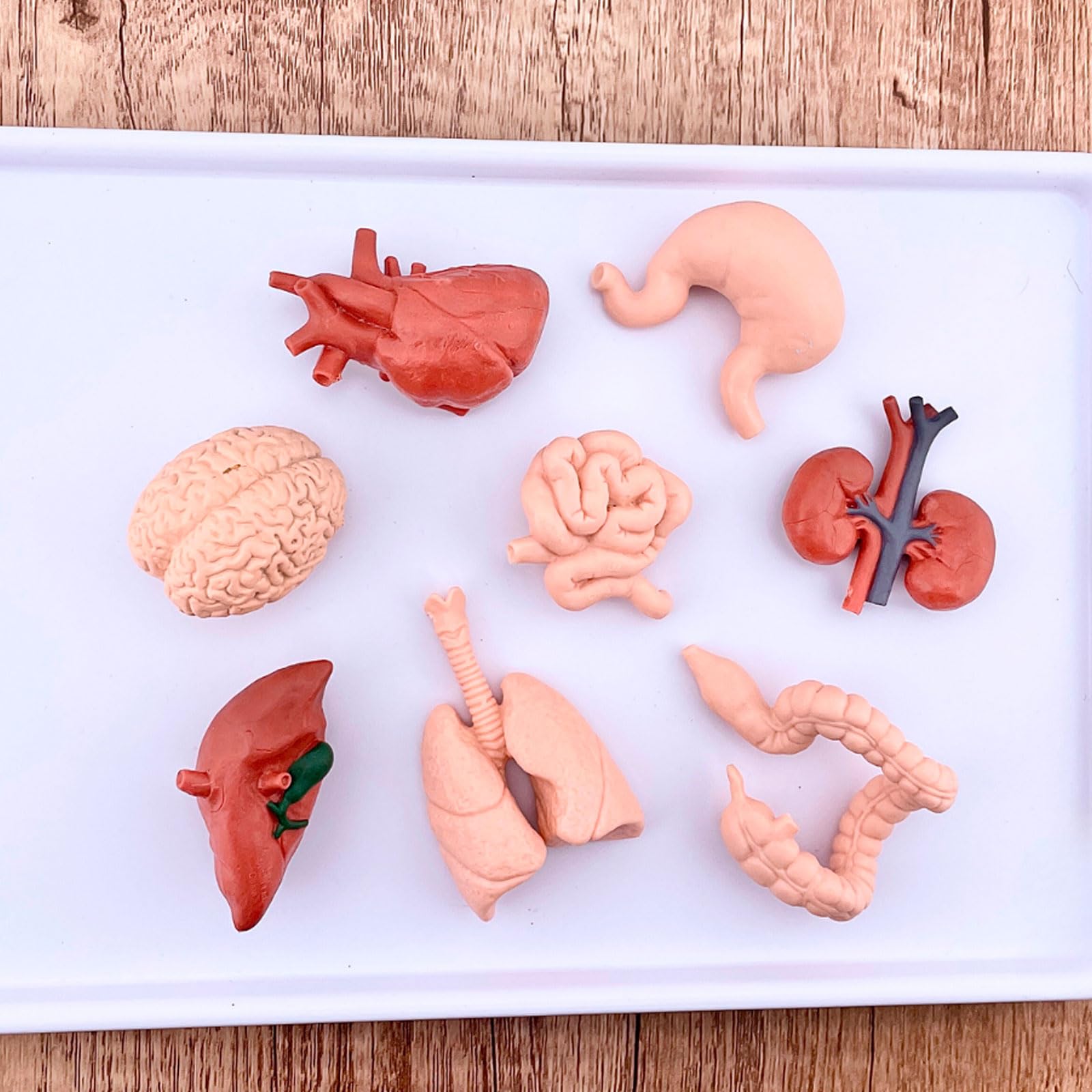 Safari Ltd. Human Organs TOOB - 8 Mini Figurines Including Brain, Heart, Lungs, Liver, Kidneys, Stomach, and Intestines - Anatomy Educational Toy