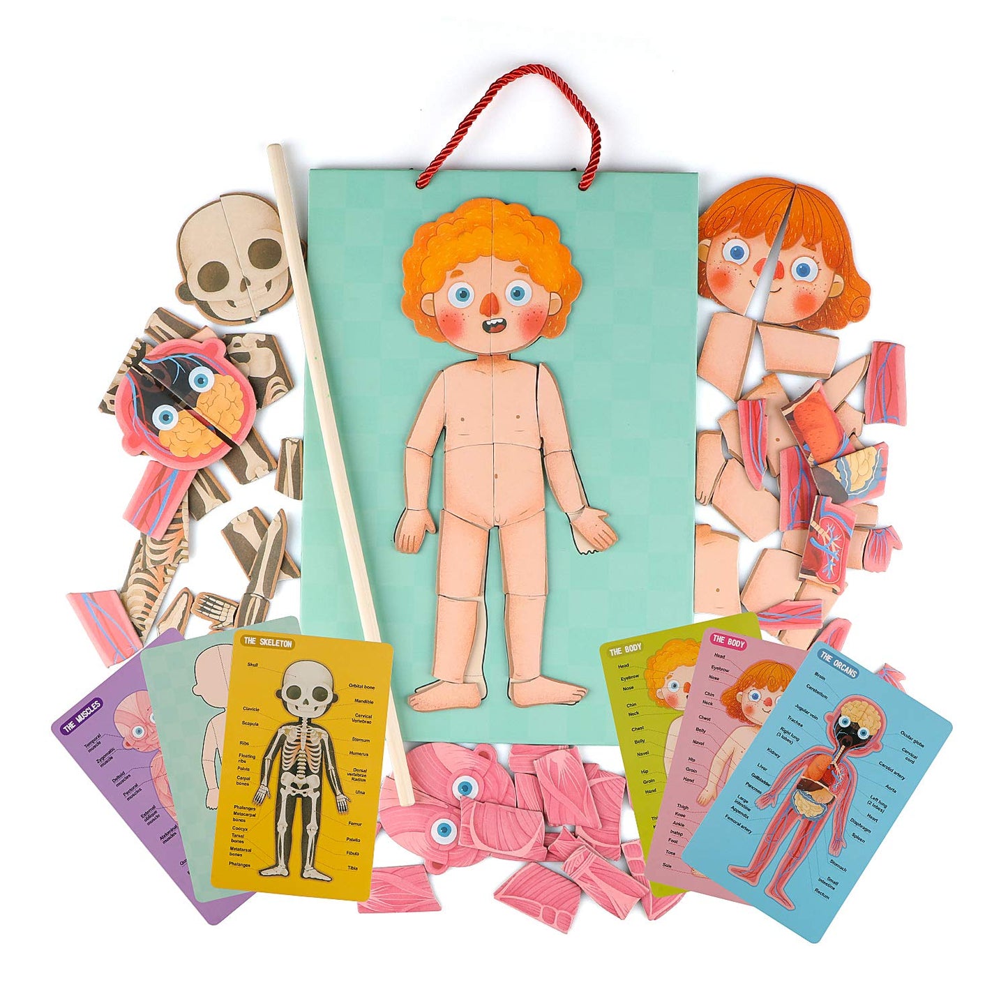 Human Body Puzzle for Kids Toddlers 90PCS Magnetic Boy Girl Anatomy Play Set Body Parts Organs Muscles Skeleton and Bones Wooden Puzzle Toys Aged 3+