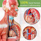 Generies 2026 New 15 Pcs Removable 3D Human Torso Anatomy Model,11 inch Human Body Model with Heart Brain Skeleton Head for Medical Student