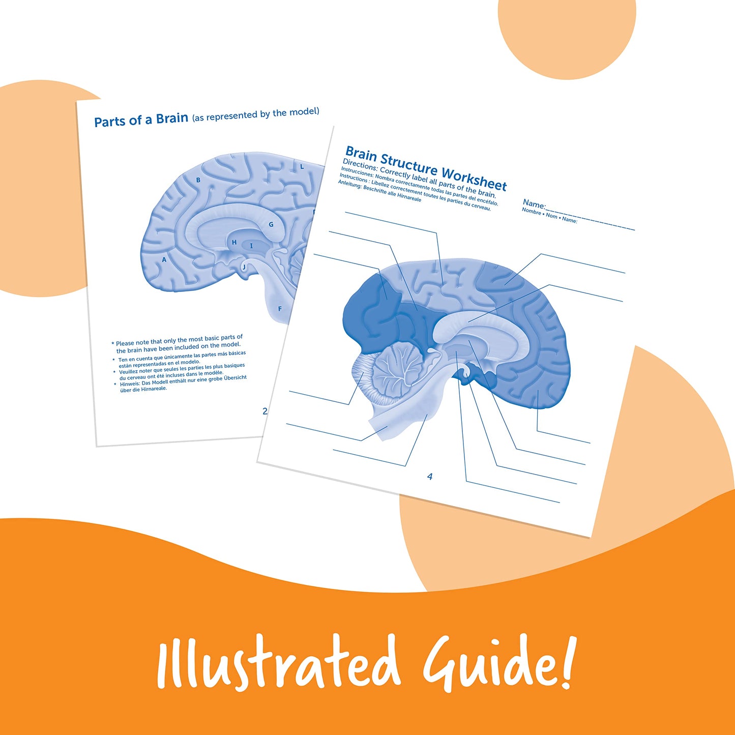 Learning Resources Cross-section Brain Model - 2 Pieces, Ages 7+ Brain Anatomy Model, Brain Functions Model, Human Anatomy for Kids, Foam Brain