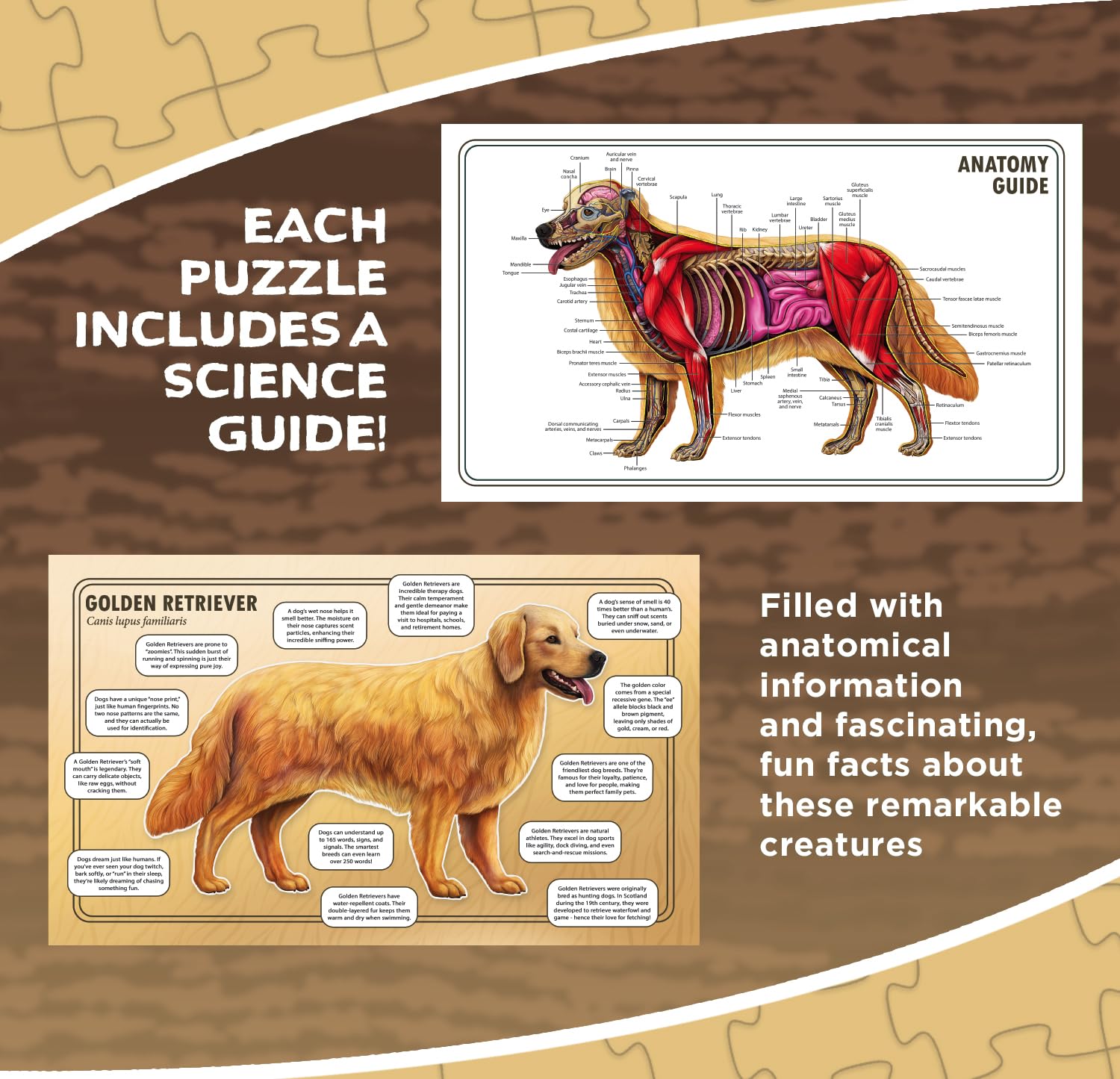 Dog Animal Anatomy Floor Puzzle | 100-Piece Double-Sided Jigsaw Puzzle | Large Floor Puzzle for Kids Ages 4-8, 3-5, 8-10 | Fun and Educational STEM