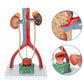 Axis Scientific Male Urinary System Model, Kidneys
