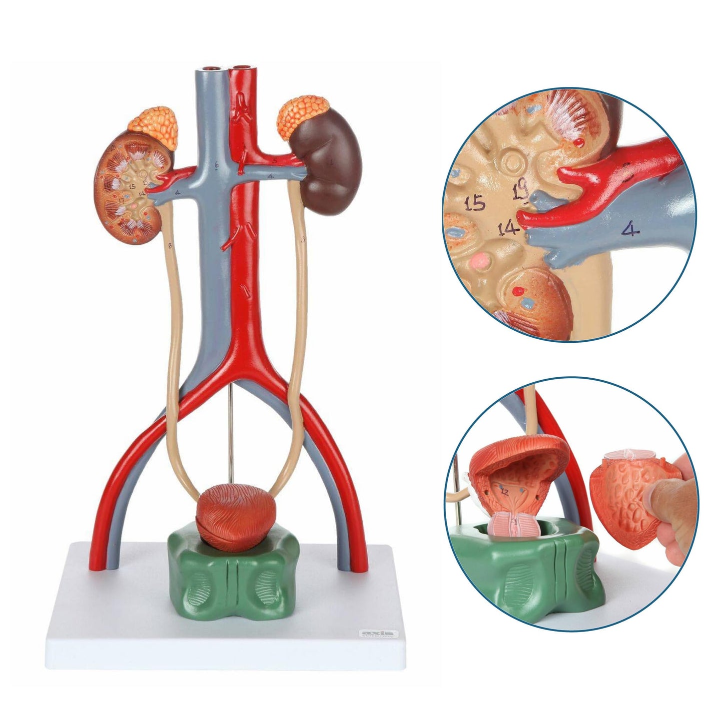 Axis Scientific Male Urinary System Model, Kidneys