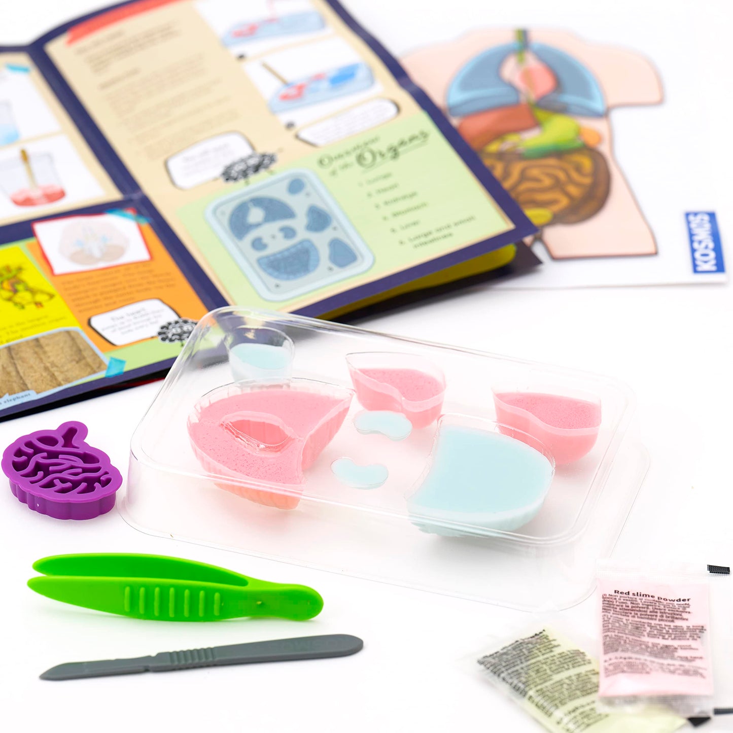 Thames & Kosmos Gross Anatomy: Make-Your-Own Squishy Human Body STEM Experiment Kit | Make Colorful Models of Human Organs with Slime & Putty | Fun