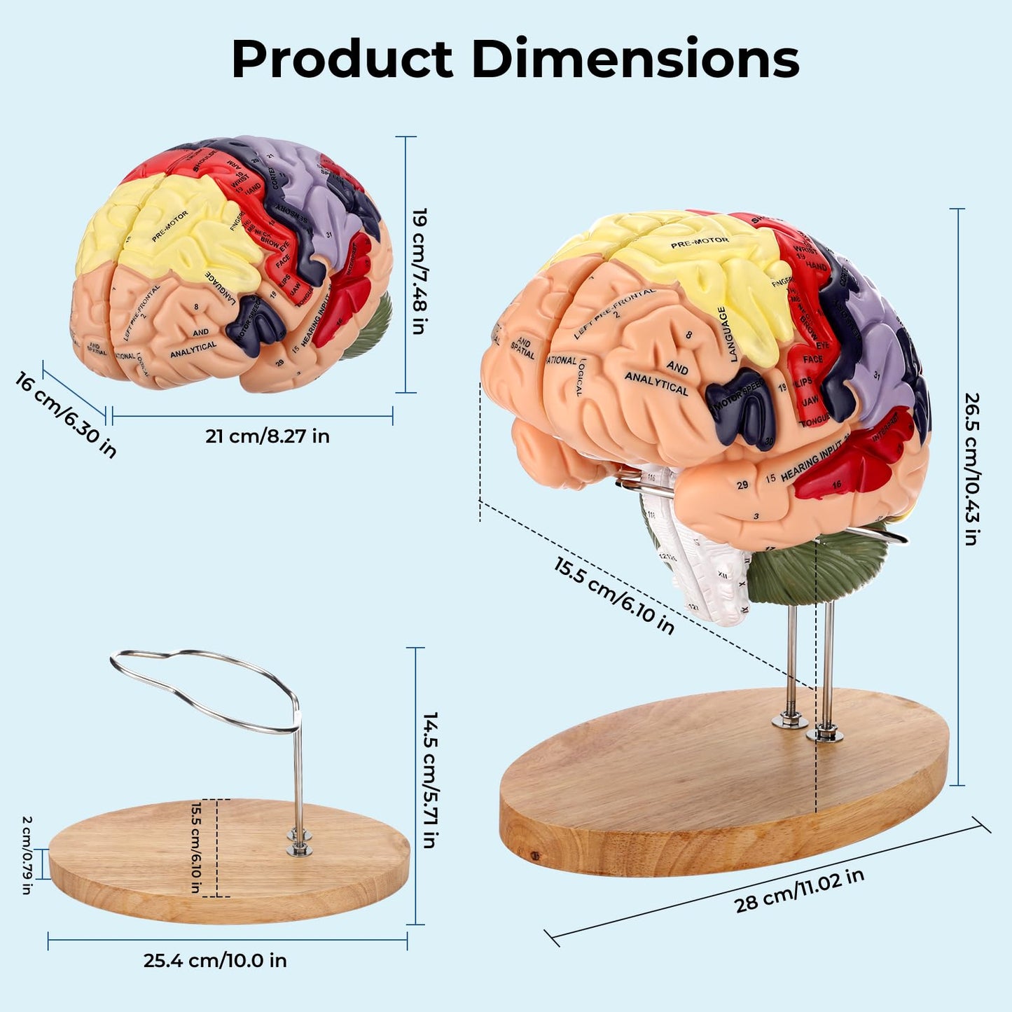 Avarstic Human Brain Model, 2X Life Size Brain Anatomy Model, 4-Part Magnetic Detachable Brain Model with 131 Laser-Engraved Brain Structure Labels