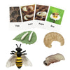 Mbrain Life Cycle Learning & Education Toys,Montessori Toys Figurines for Frog, Butterfly, Ladybug,Plants Kit,Gift for Girl & Boy for 3 4 5 Year Old