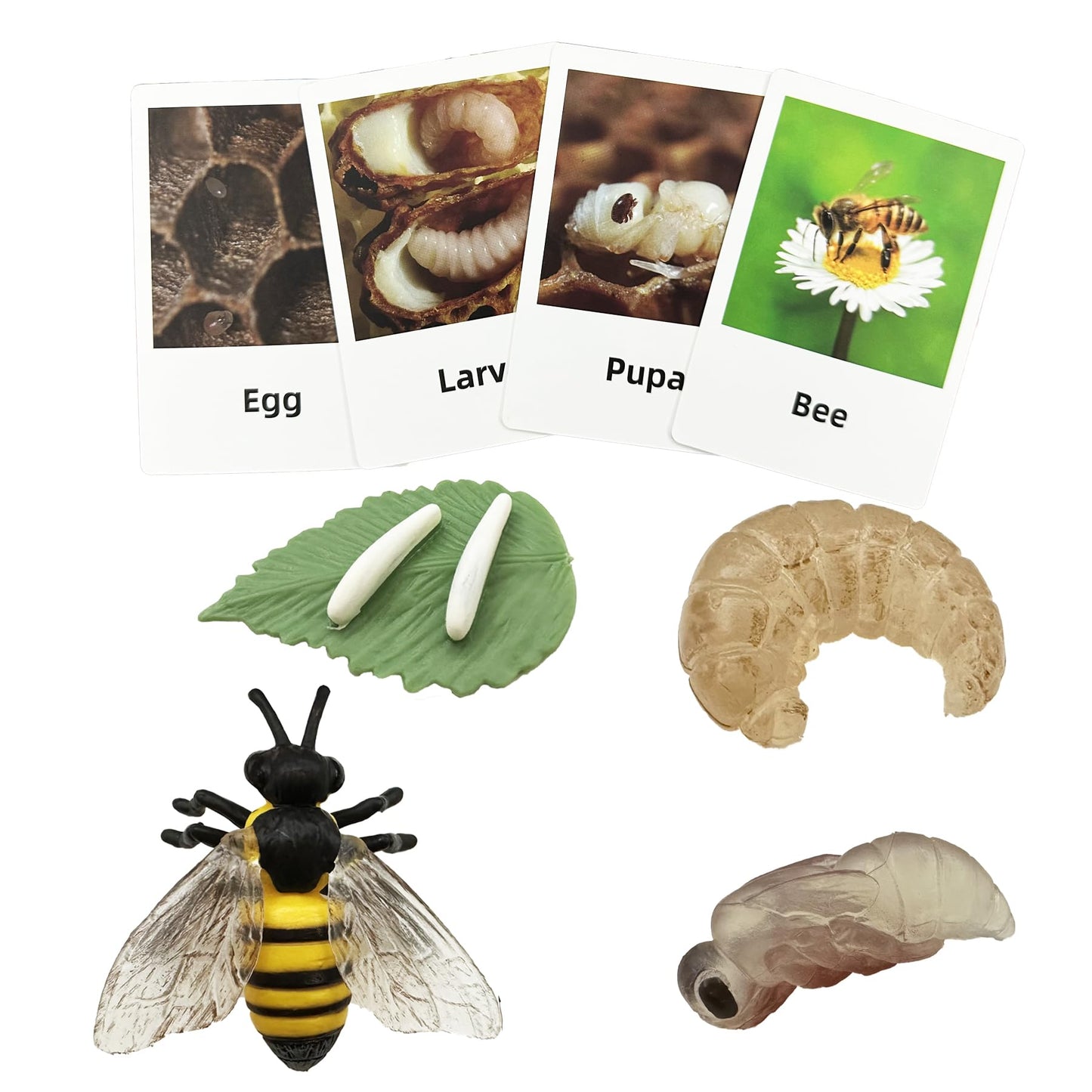 Mbrain Life Cycle Learning & Education Toys,Montessori Toys Figurines for Frog, Butterfly, Ladybug,Plants Kit,Gift for Girl & Boy for 3 4 5 Year Old