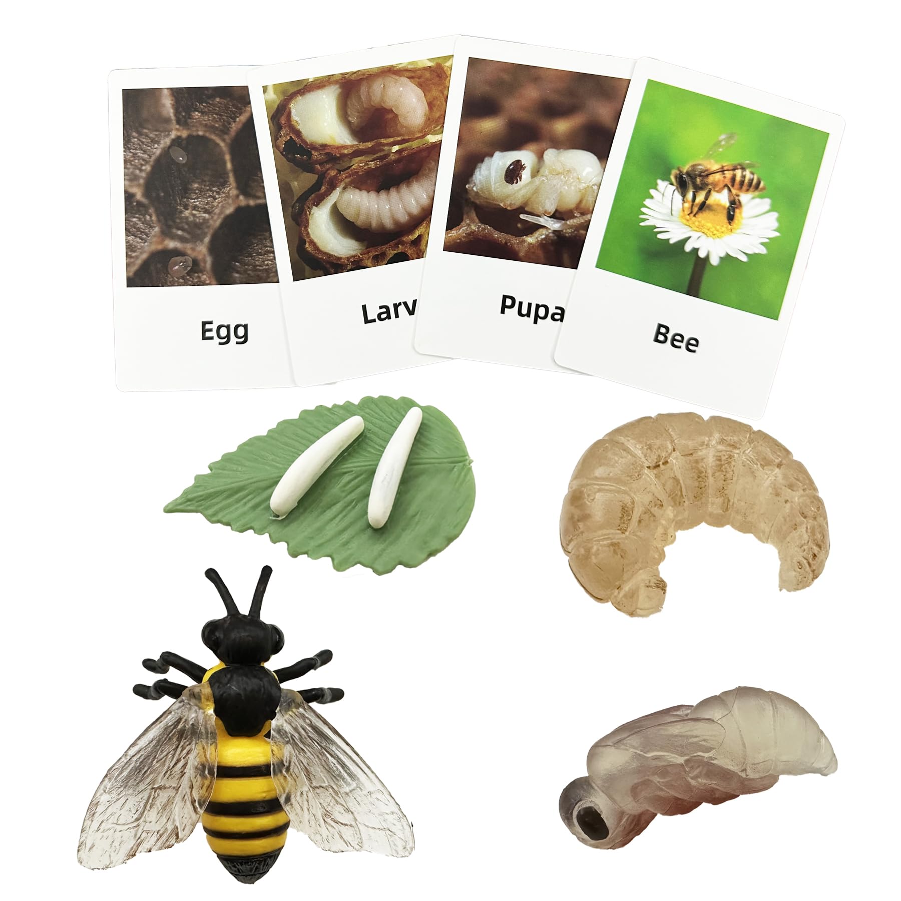 Mbrain Life Cycle Learning & Education Toys,Montessori Toys Figurines for Frog, Butterfly, Ladybug,Plants Kit,Gift for Girl & Boy for 3 4 5 Year Old