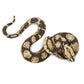 Safari Ltd. Boa Constrictor Figurine - Realistic 6" Snake Figure - Educational Toy for Boys, Girls, and Kids Ages 3+