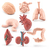 GUFOPONAS 2 Inch 8PCS Human Body Model for Kids Mini Fake Body Parts Sets Human Anatomy Model Anatomy and Physiology Good Tools Students Sciences