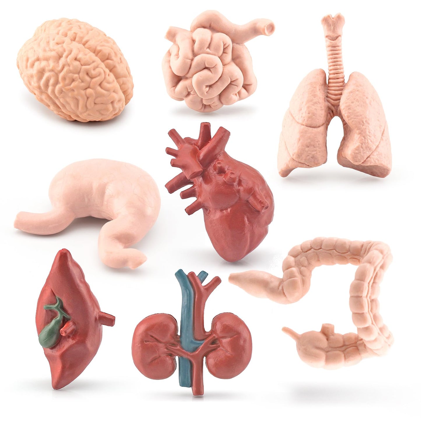 GUFOPONAS 2 Inch 8PCS Human Body Model for Kids Mini Fake Body Parts Sets Human Anatomy Model Anatomy and Physiology Good Tools Students Sciences