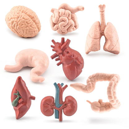 GUFOPONAS 2 Inch 8PCS Human Body Model for Kids Mini Fake Body Parts Sets Human Anatomy Model Anatomy and Physiology Good Tools Students Sciences